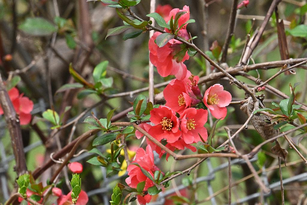 2025-04256566 Broad Meadow Brook, MA.JPG - Japanese Quince. Broad Meadow Brook Wildlife Sanctuary, MA, 4-25-2025